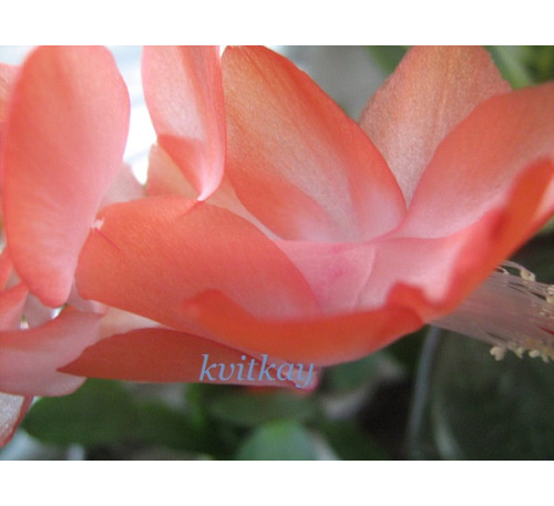 Шлюмбергера усічена (Schlumbergera truncatus)  Apricot